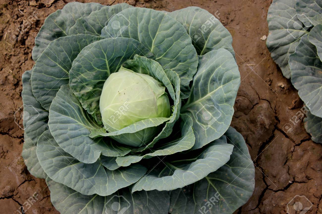 brassière taille forte