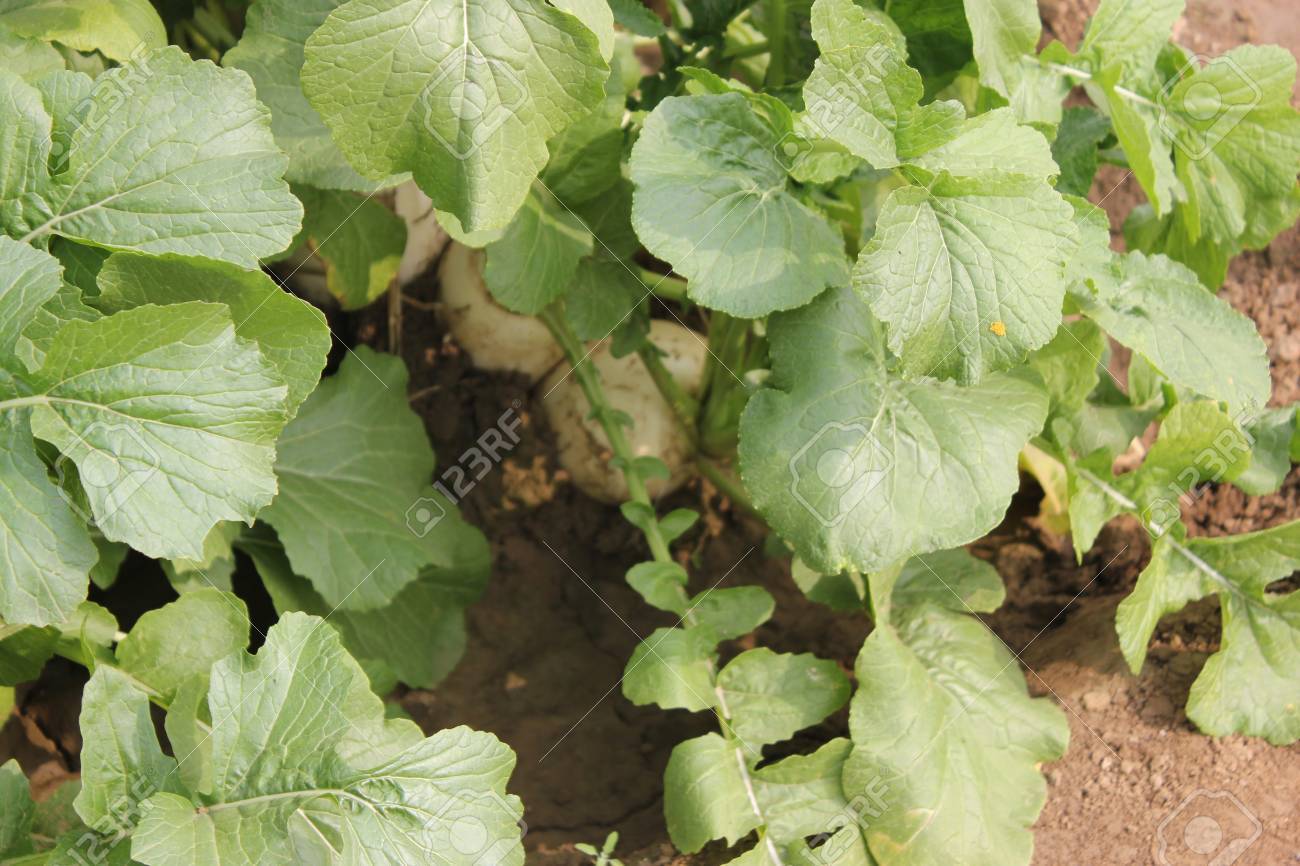 brassière couleur chair