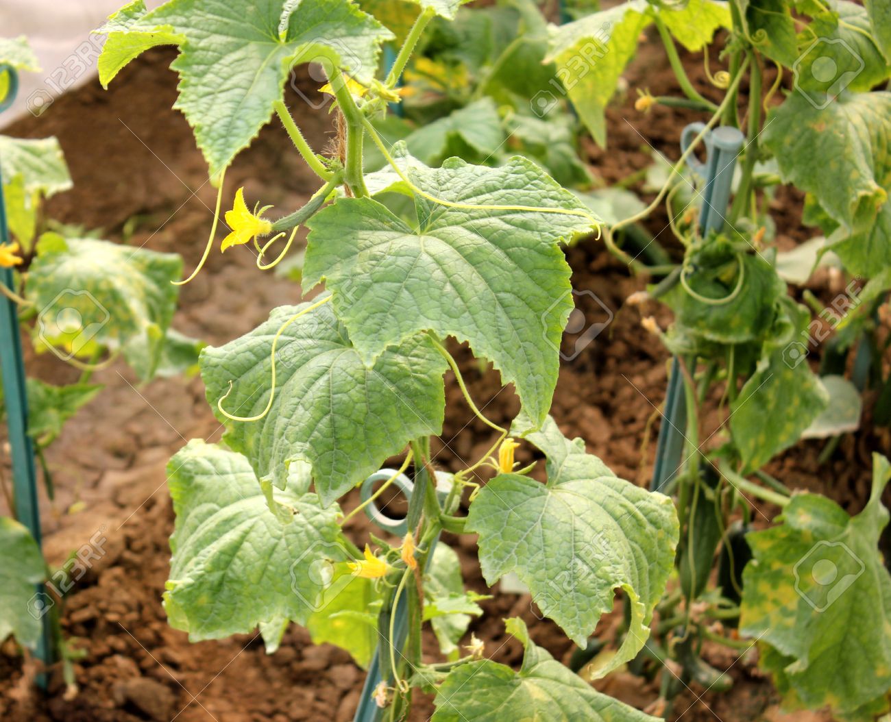 ウリ科 Sativus Cucumis キュウリ栽培角度の葉 黄色の花と細長い Tubercled フルーツ サラダ 野菜を持つつる植物 の写真素材 画像素材 Image