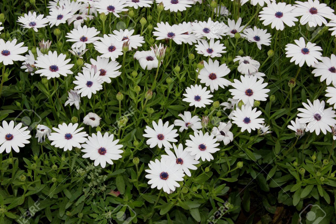 ケープ マルグリット 白 Daisybush Osteospermum Ecklonis キク科低木植物デイジーのような黒っぽいセンター 観賞用に小さいブラウンとホワイト ヘッドと の写真素材 画像素材 Image