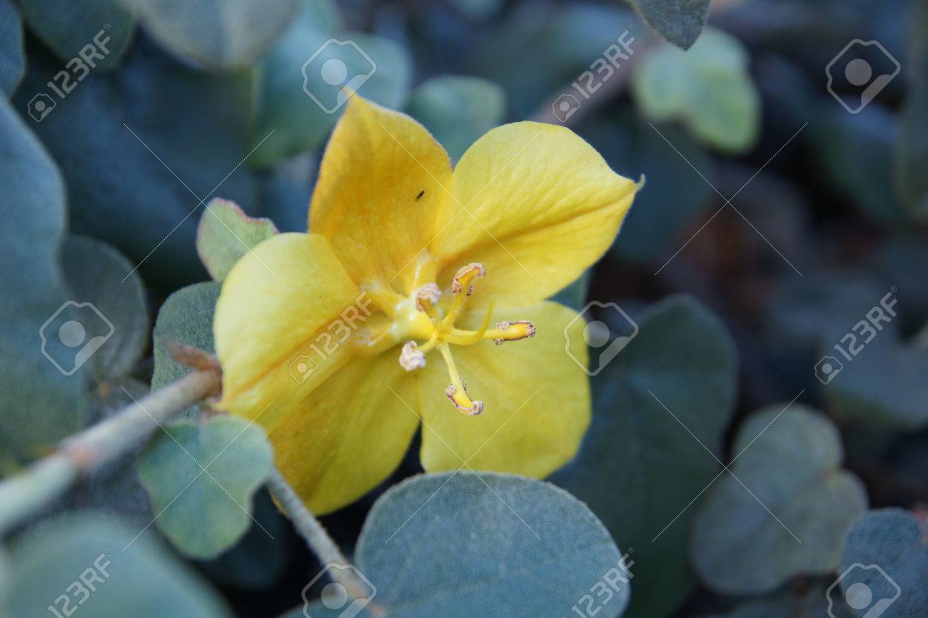 Fremontodendron Californicum カリフォルニア州 Flannelbush Fremontia と 咲く常緑 の低木やツリー 毛深いフランネルのような葉と黄色い花 の写真素材 画像素材 Image