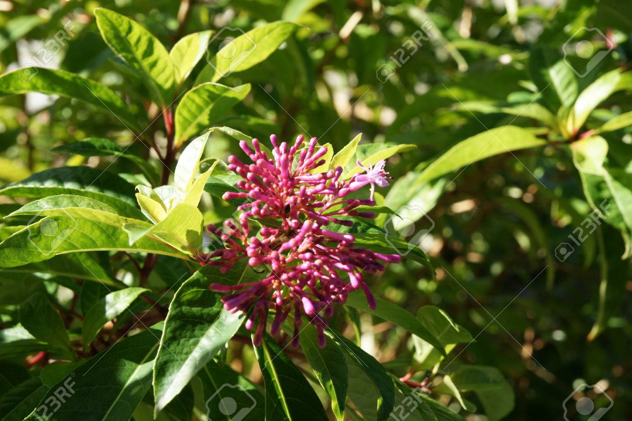 Lilas Fuchsia Arborescens Fuchsia Debout Arbuste à Feuilles Persistantes Ou Petit Arbre Feuilles Vert Foncé Lustré En Volutes Fleurs Rose Pâle