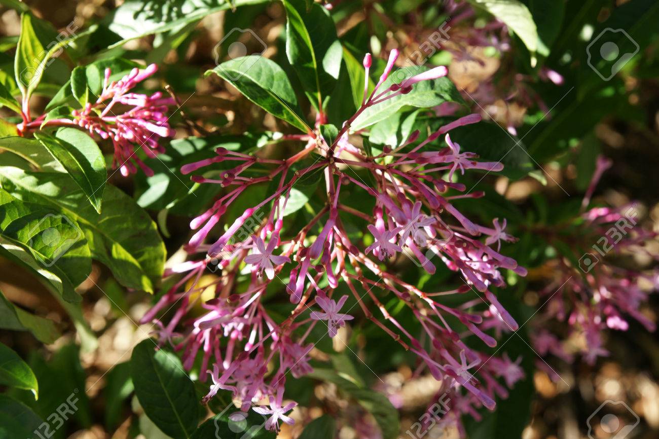 Lilas Fuchsia Arborescens Fuchsia Debout Arbuste à Feuilles Persistantes Ou Petit Arbre Feuilles Vert Foncé Lustré En Volutes Fleurs Rose Pâle