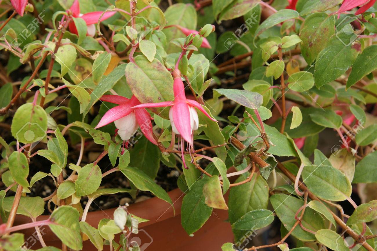 Fuchsia Tom West Debout Laxiste Arbuste à Feuilles Caduques Feuilles Pourpre Veiné Vert Crème Et Léger Varié Petites Fleurs Unique Rose Rouge