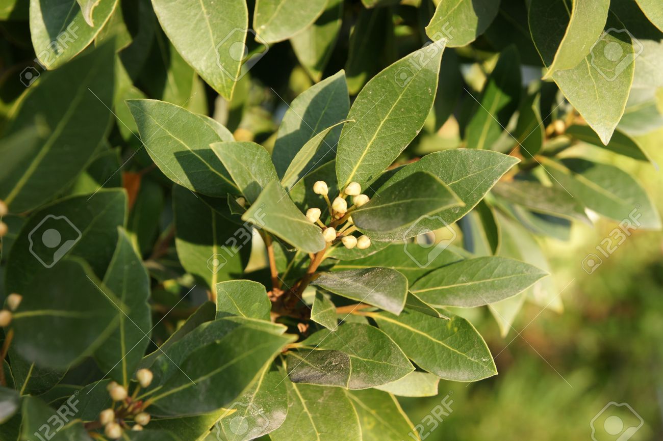 ベイ月桂樹 甘い湾 ゲッケイジュ 緑の光沢のある葉 淡黄緑の花 別の木 小型の黒い果実 葉食品の調味料として使われる男性および女性の花と芳香族常緑樹 の写真素材 画像素材 Image