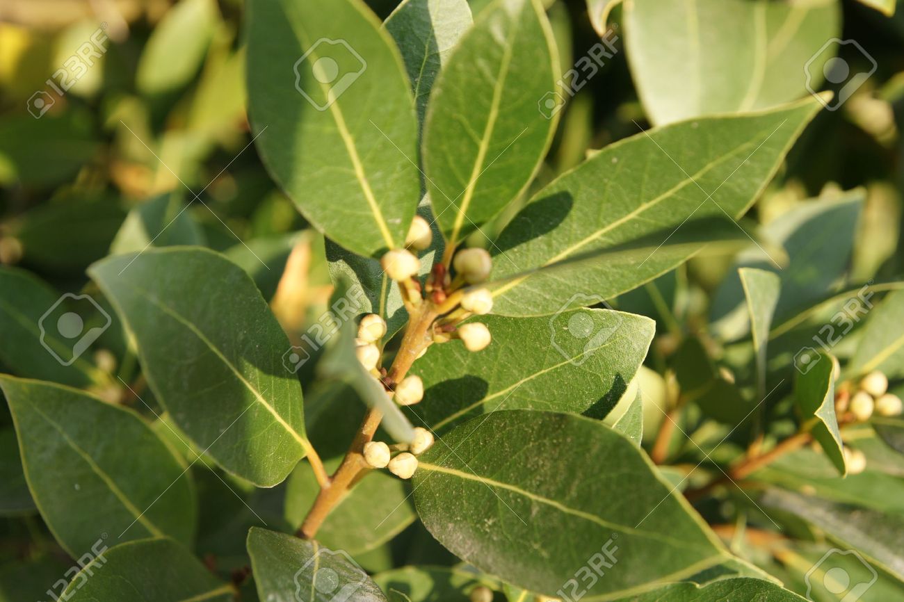 ベイ月桂樹 甘い湾 ゲッケイジュ 緑の光沢のある葉 淡黄緑の花 別の木 小型の黒い果実 葉食品の調味料として使われる男性および女性の花と芳香族常緑樹 の写真素材 画像素材 Image