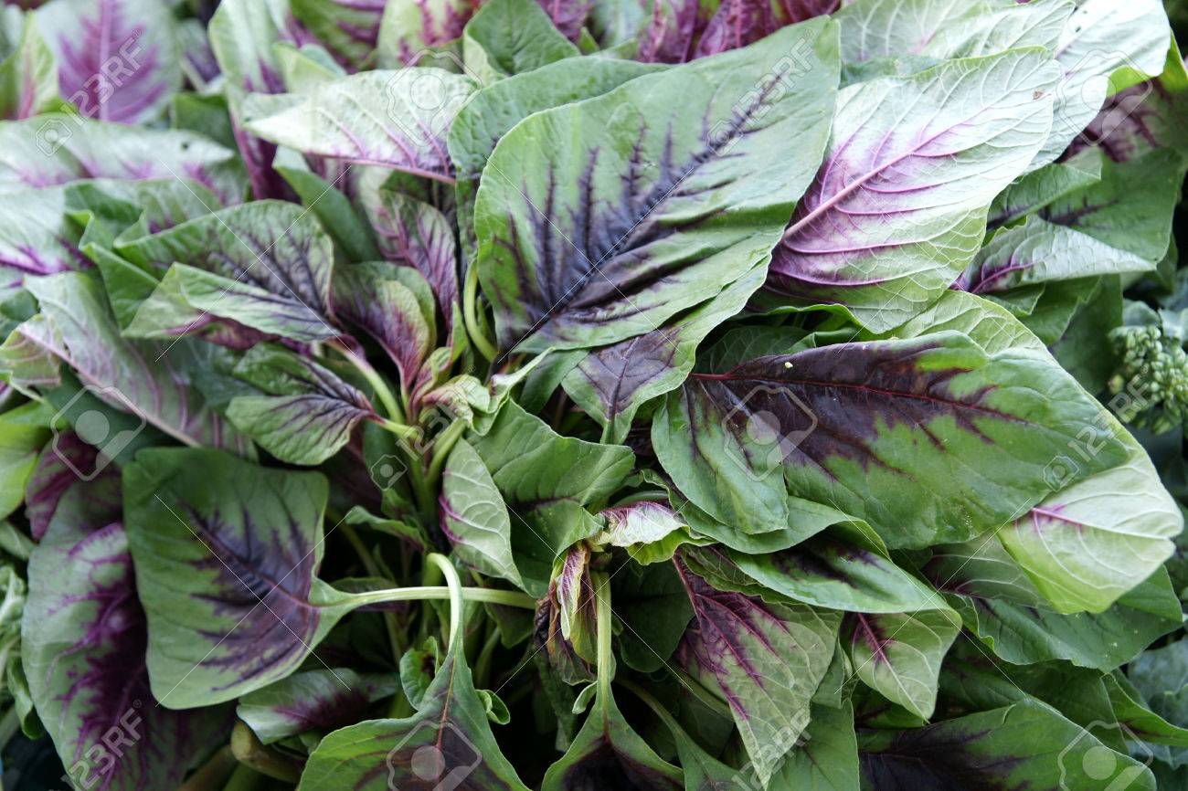 アマランス赤のストライプ アマランサス トリコロールの赤のストライプ アマランサス Gangeticus 栽培野菜 Midveins からレッド パープル ストライプ の写真素材 画像素材 Image