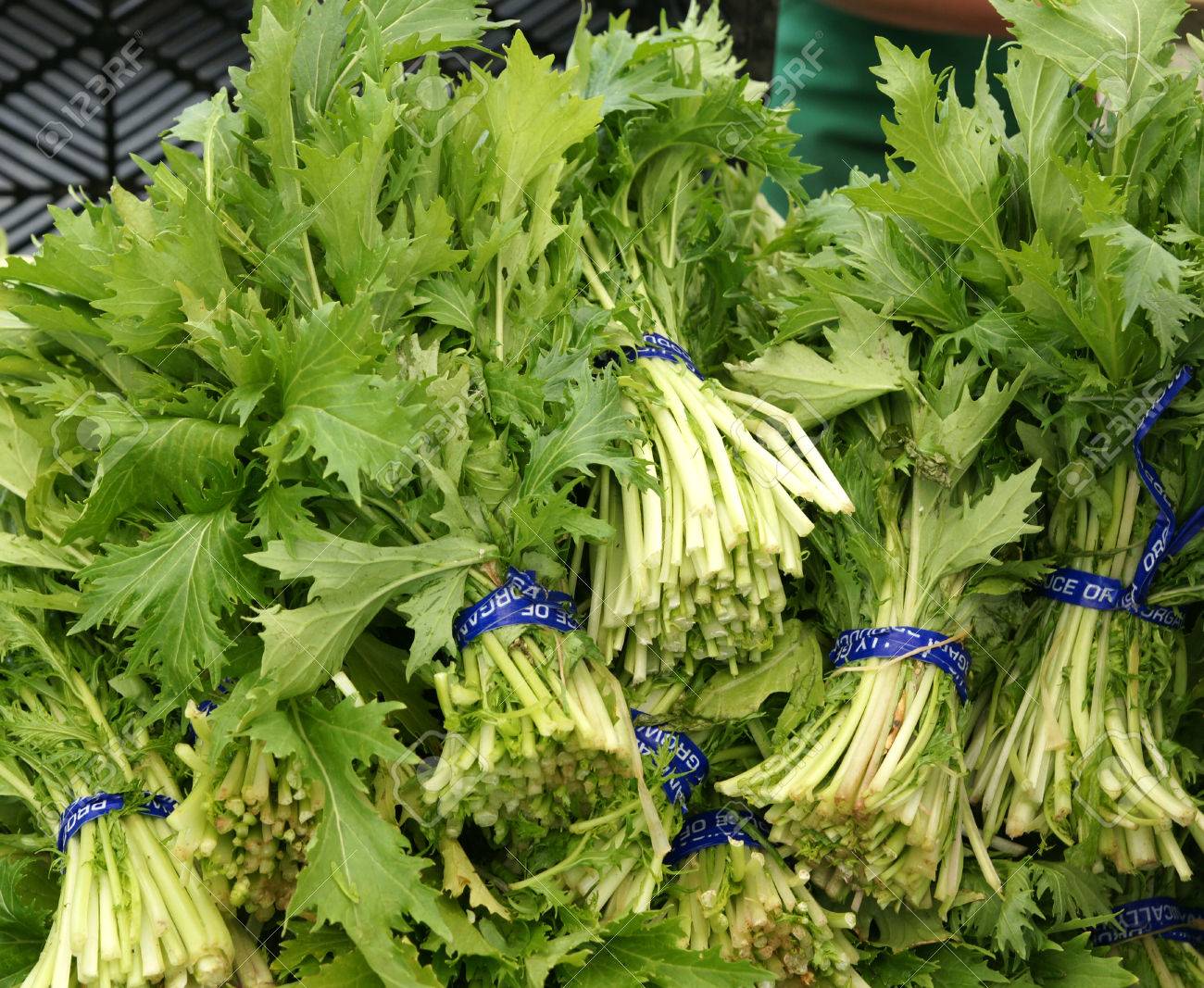 マスタード グリーン カラシナ インド マスタード中国マスタード栽培上部留め金 黄色い花 鋭い味と葉野菜として使用せず 緑色のややカット葉を持つ草本 の写真素材 画像素材 Image