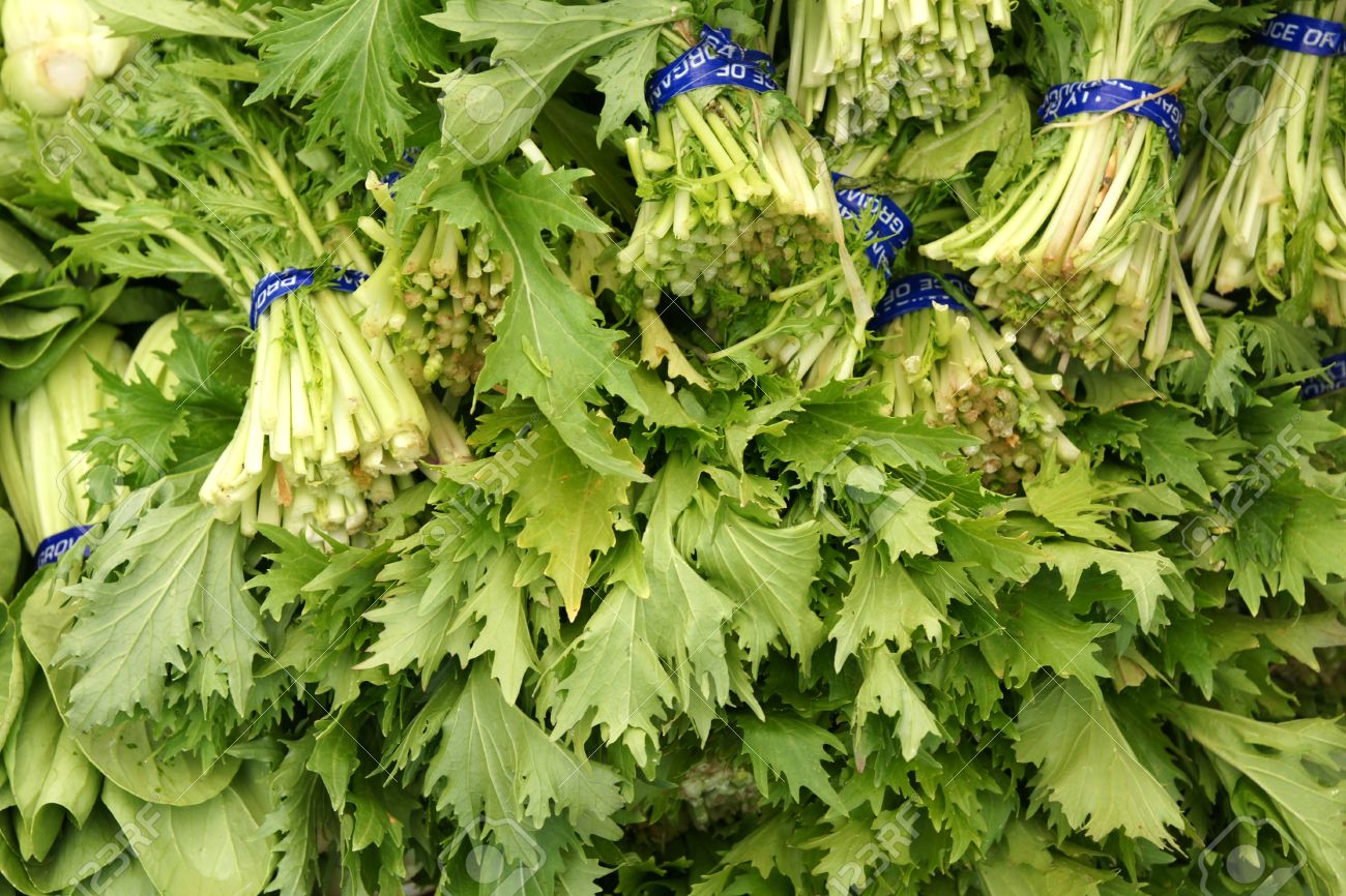 マスタード グリーン カラシナ インド マスタード中国マスタード栽培上部留め金 黄色い花 鋭い味と葉野菜として使用せず 緑色のややカット葉を持つ草本 の写真素材 画像素材 Image