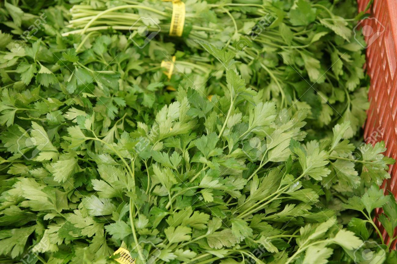 イタリアン パセリ イタリアン パセリ 遺伝セリ科植物 Var ネアポリタヌム フラット リーフレット 強い風味 新鮮なみじん切りの葉を料理に追加と Tripinnate の葉を持つ品種 の写真素材 画像素材 Image