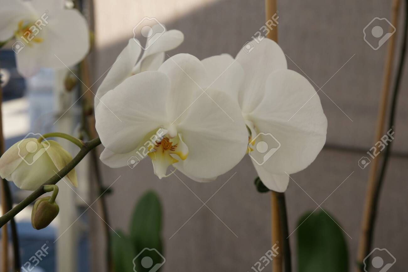 胡蝶蘭そごうホワイト 大きな白い花と Beatifully 品種マーク 枝分かれした茎の上 オレンジ色と黄色のリップ の写真素材 画像素材 Image