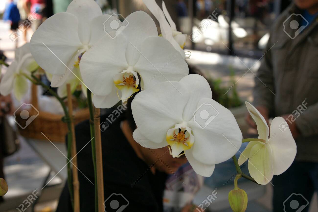 胡蝶蘭そごうホワイト 大きな白い花と Beatifully 品種マーク 枝分かれした茎の上 オレンジ色と黄色のリップ の写真素材 画像素材 Image