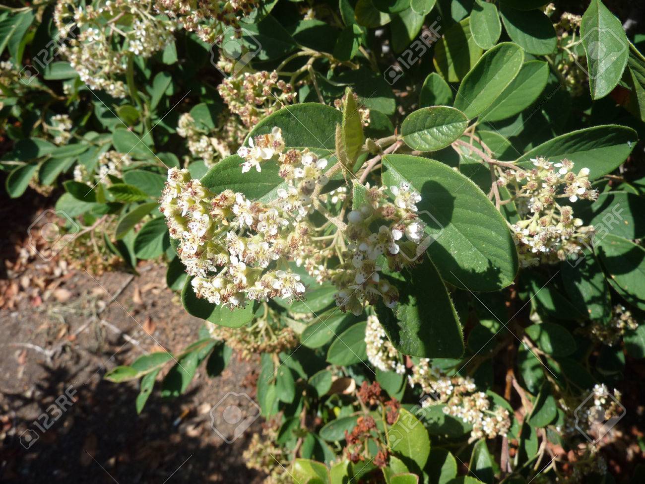 De Parney Cotoneaster Cotoneaster Lacteus Arbuste A Feuillage Persistant Avec Des Feuilles Vert Fonce Dessus Blanc Dessous Grappes De Fleurs Blanches Et De Fruits Rouges Banque D Images Et Photos Libres De Droits