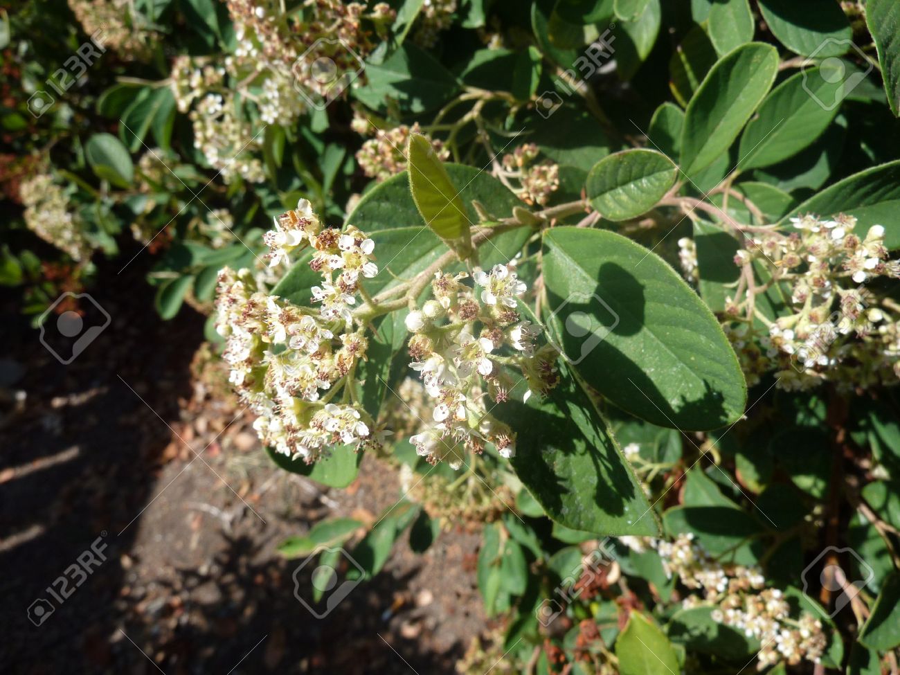 Parney S Cotoneaster Cotoneaster Lacteus Evergreen Shrub With Stock Photo Picture And Royalty Free Image Image 30255507
