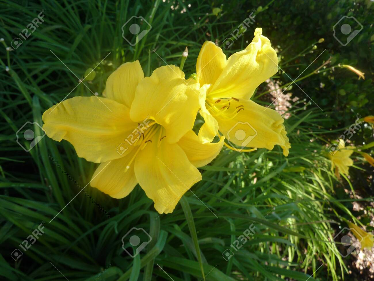 Yellow Day Lily Lemon Day Lily Hemerocallis Lilioasphodelus Stock Photo Picture And Royalty Free Image Image