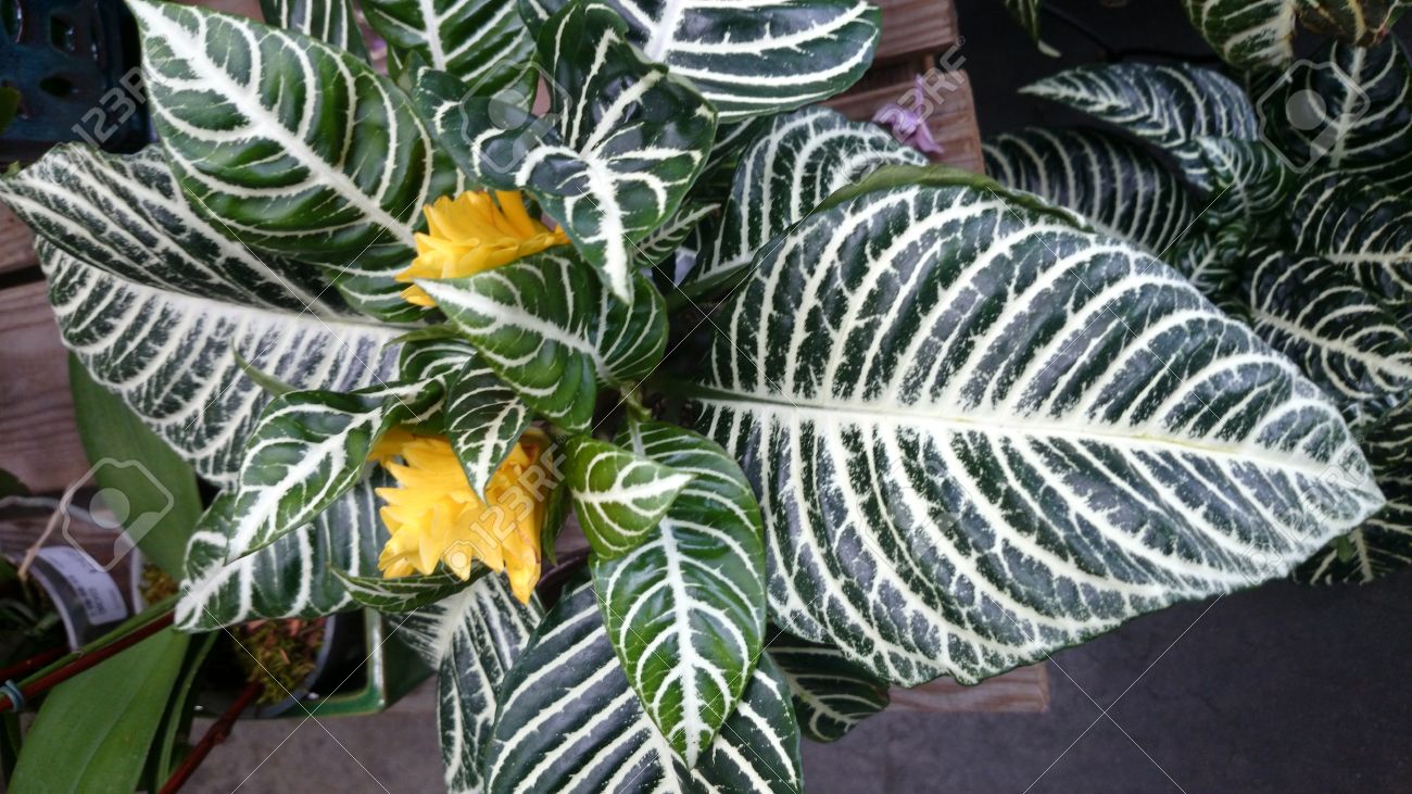 シマウマの植物 Aphelandra 二粒 白の葉脈のある濃い緑色の大きな葉を持つ観葉植物 時々 適切な条件の下で黄色い花の生産観賞多年生草本 の写真素材 画像素材 Image シマウマの植物 Aphelandra 二粒 白の葉脈のある濃い緑色の大きな葉を持つ観葉植物 時々 適切な条件の下で黄色い花の生産観賞多年生草本 の写真素材 画像素材 Image