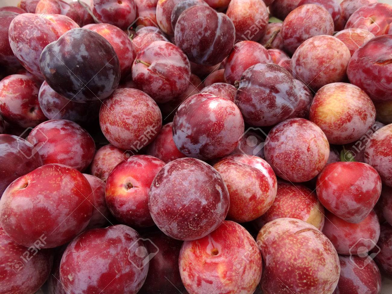 Flavor Konig Pluot Prunus Flavor King Interspezifische Pflaume Aprikose Hybrid Mit Rotlichen Lila Haut Und Hochrot Fleisch Suss Mit Wurzigen Geschmack Lizenzfreie Fotos Bilder Und Stock Fotografie Image 32074388