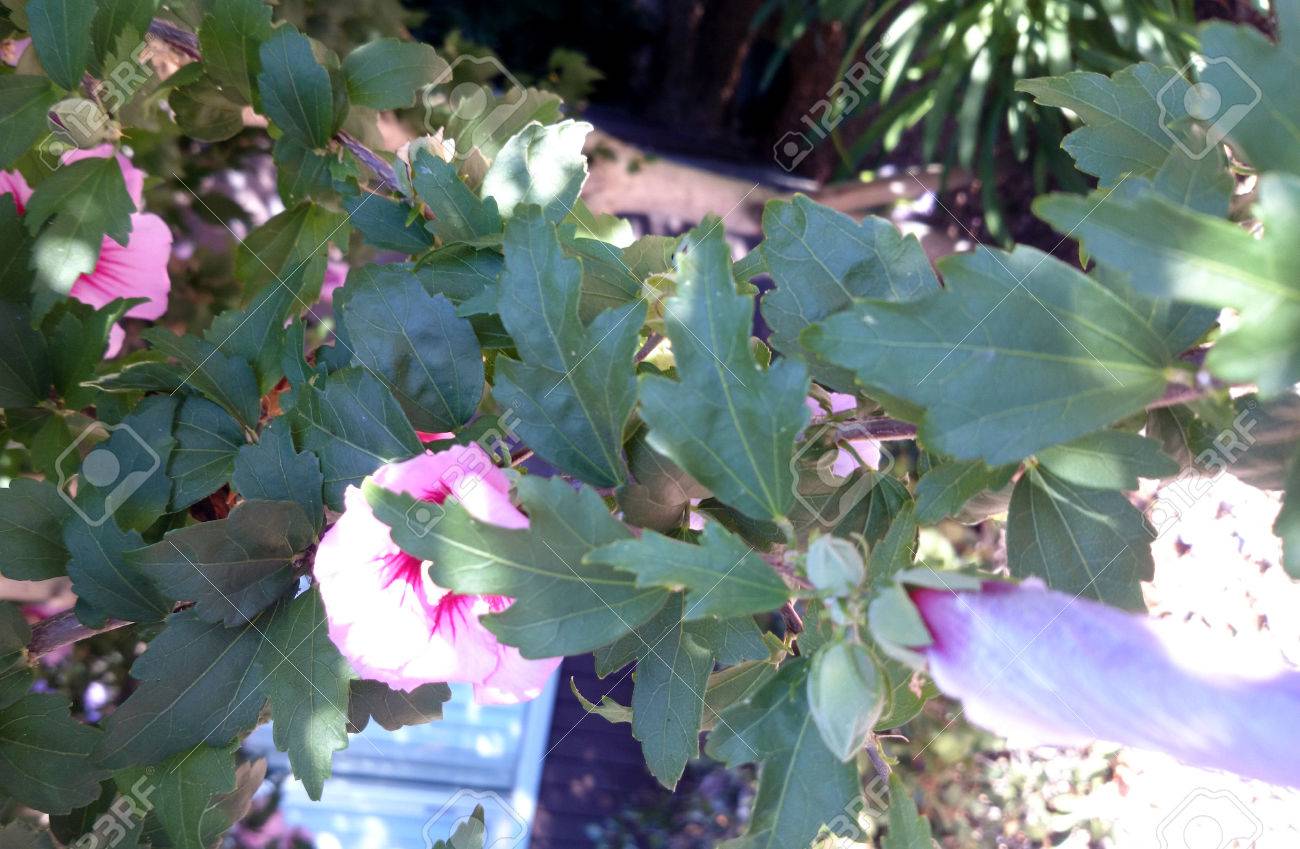 Syriacus Hibiscus Rose De Sharon Arbuste à Feuilles Caduques Avec Des Feuilles Lobées Et Fleurs Roses Avec Base Rouge Et Les Veines Inférieures