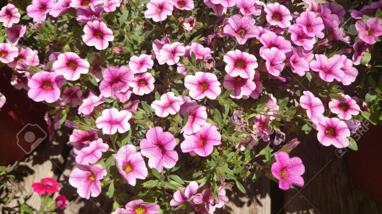 Calibrachoa Cabaret Pink Vein, Cabaret Pink Vein Calibrachoa, annual bedding plant with green leaves and trumpet shaped pink flowers with darker veins and dark centre - 34276411 Calibrachoa Cabaret Pink Vein, Cabaret Pink Vein Calibrachoa, annual bedding plant with green leaves and trumpet shaped pink flowers with darker veins and dark centre - 34276411