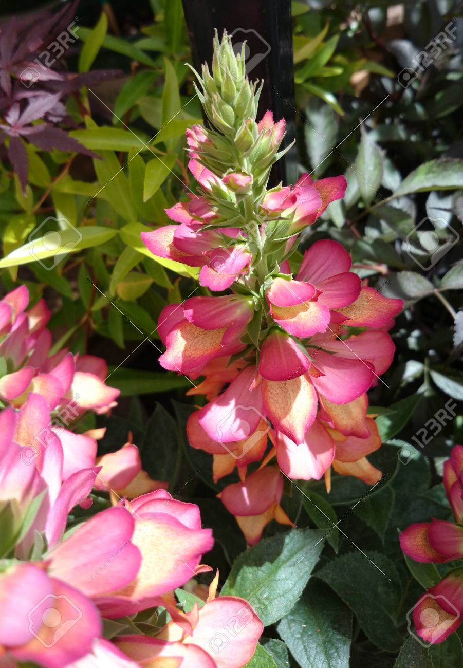 ジギタリス照明火炎 ダーク グリーンの観賞用多年草の葉し ピンクの付いたターミナル スパイクで淡いオレンジ センター の写真素材 画像素材 Image