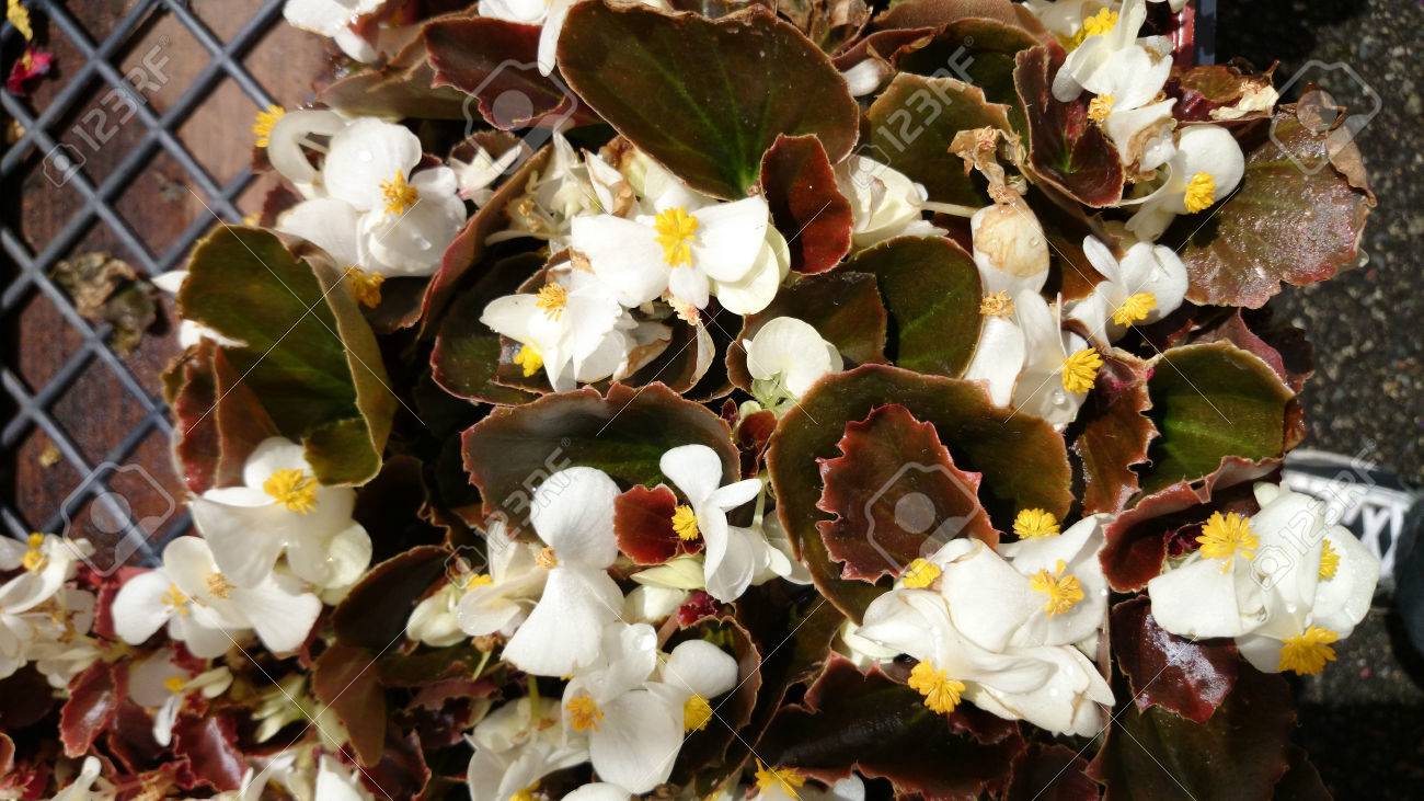 Begonia Semperflorens Bronze Leaf White Cultivar With Thick Bronze Colored Leaves And White Flowers In Spreading Bunches Stock Photo Picture And Royalty Free Image Image 35057123