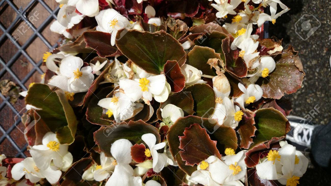 Begonia Semperflorens Bronze Leaf White Cultivar With Thick Bronze Colored Leaves And White Flowers In Spreading Bunches Stock Photo Picture And Royalty Free Image Image 35125298