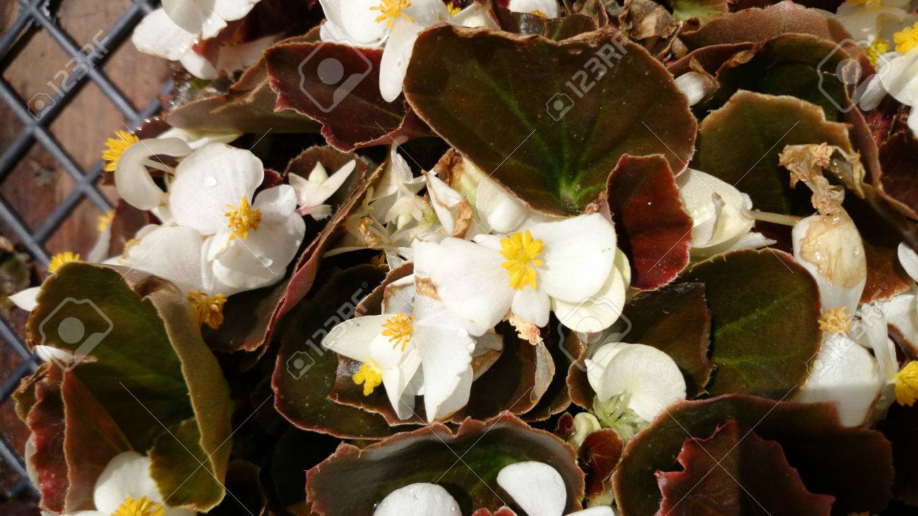 ベゴニア Semperflorens ブロンズ リーフ ホワイト 厚いのブロンズ色の葉と白い花を広めることに品種の束します の写真素材 画像素材 Image