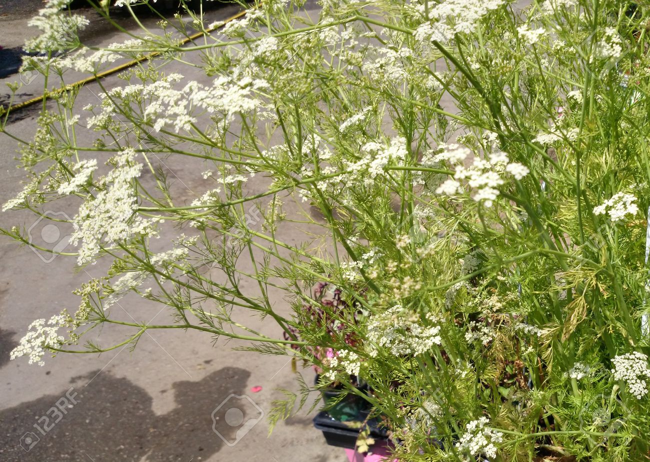 キャラウェイ ヒメウイキョウ ペルシャのクミンのスパイス工場先が裂けた葉 小さな白い花が複合散形花序と小さな果実をスパイスとさわやかなエージェントとして使用します の写真素材 画像素材 Image
