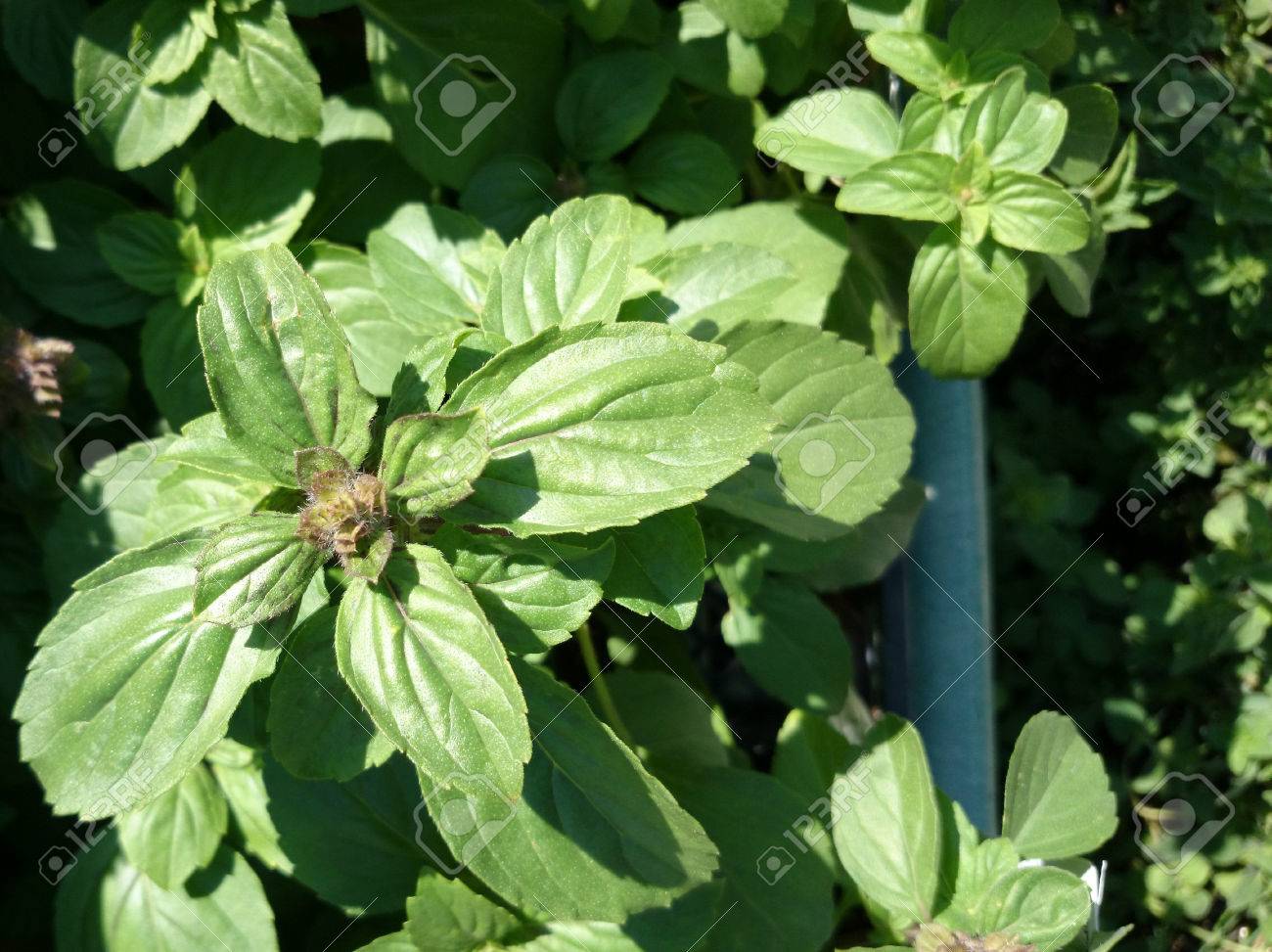 アフリカの青いバジル Kilimandscharicum とメンツのハイブリッド バジル ダーク オパール 樟脳の香り 若いときに紫色の色合いとピンク の葉と滅菌ハイブリッド香料として使われる花 の写真素材 画像素材 Image