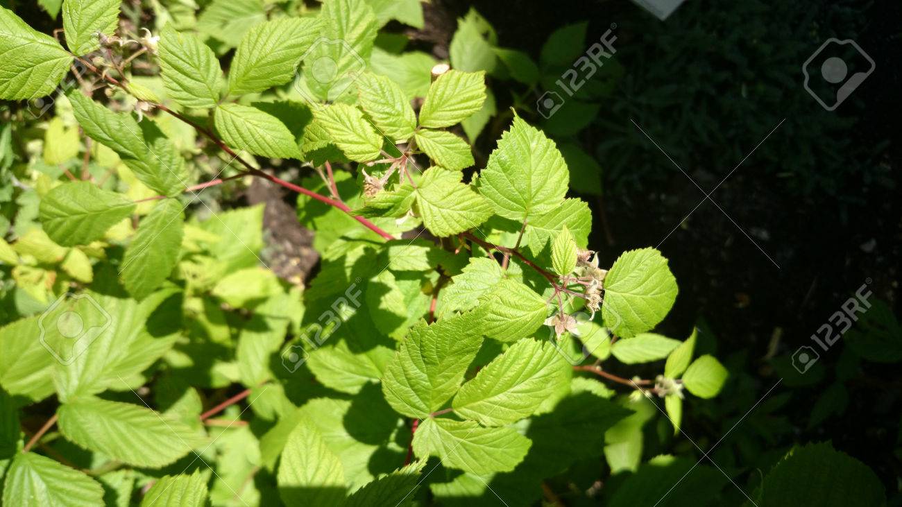 キイチゴ属 Ideaus 赤いラズベリー 白い花と赤い果実 甘くてジューシーなとりとめのない低木落葉樹 の写真素材 画像素材 Image