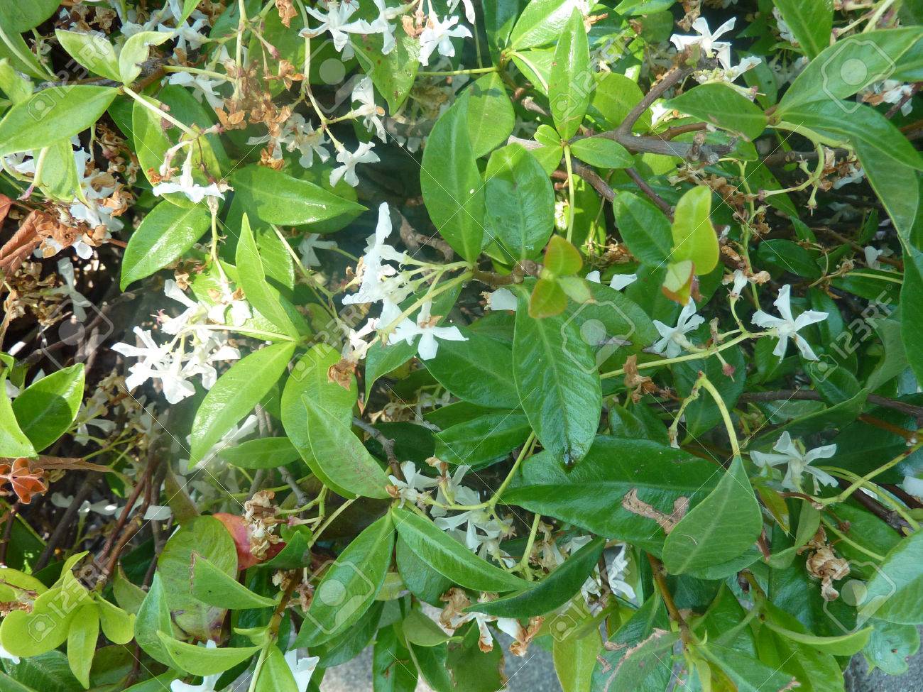 スター ジャスミン テイカカズラ クチナシ 楕円形の葉と星の反対側の緑の常緑木質つる植物形クラスターの白い花 の写真素材 画像素材 Image