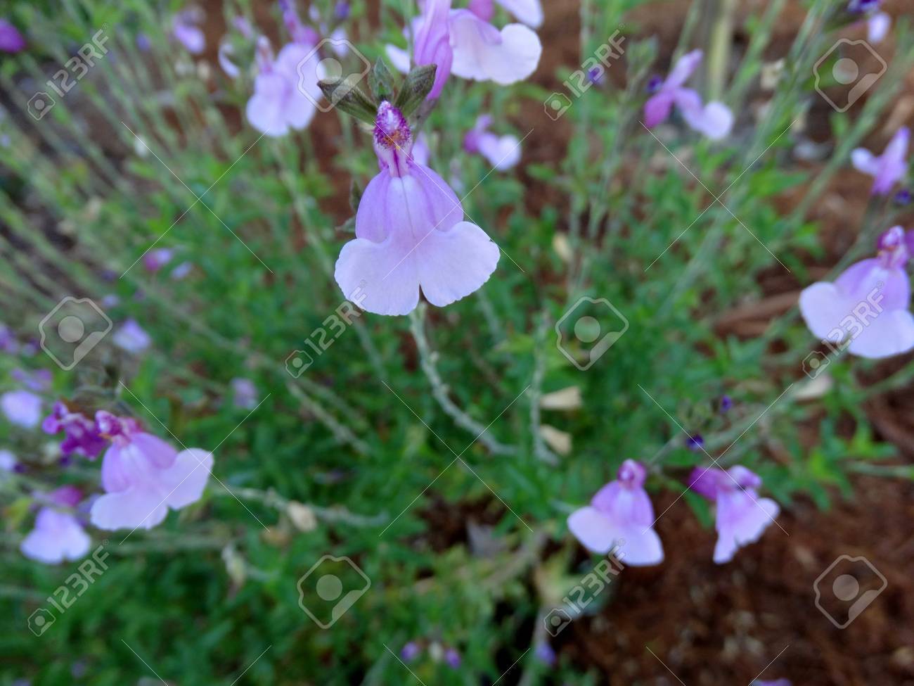 Salvia Greggii Playa Rosa Plante Vivace à Feuilles Opposées Et De Fleurs Rose Pâle Avec Une Base Plus Sombre