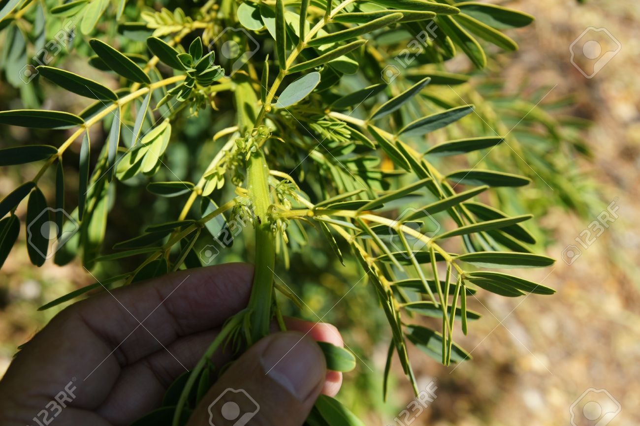 Or Senna Senna Candolleana Golden Cassia Petit Arbre à Feuilles Pennées Avec Plusieurs Petits Dépliants Fleurs Jaune Dor Dans Les Grandes Grappes