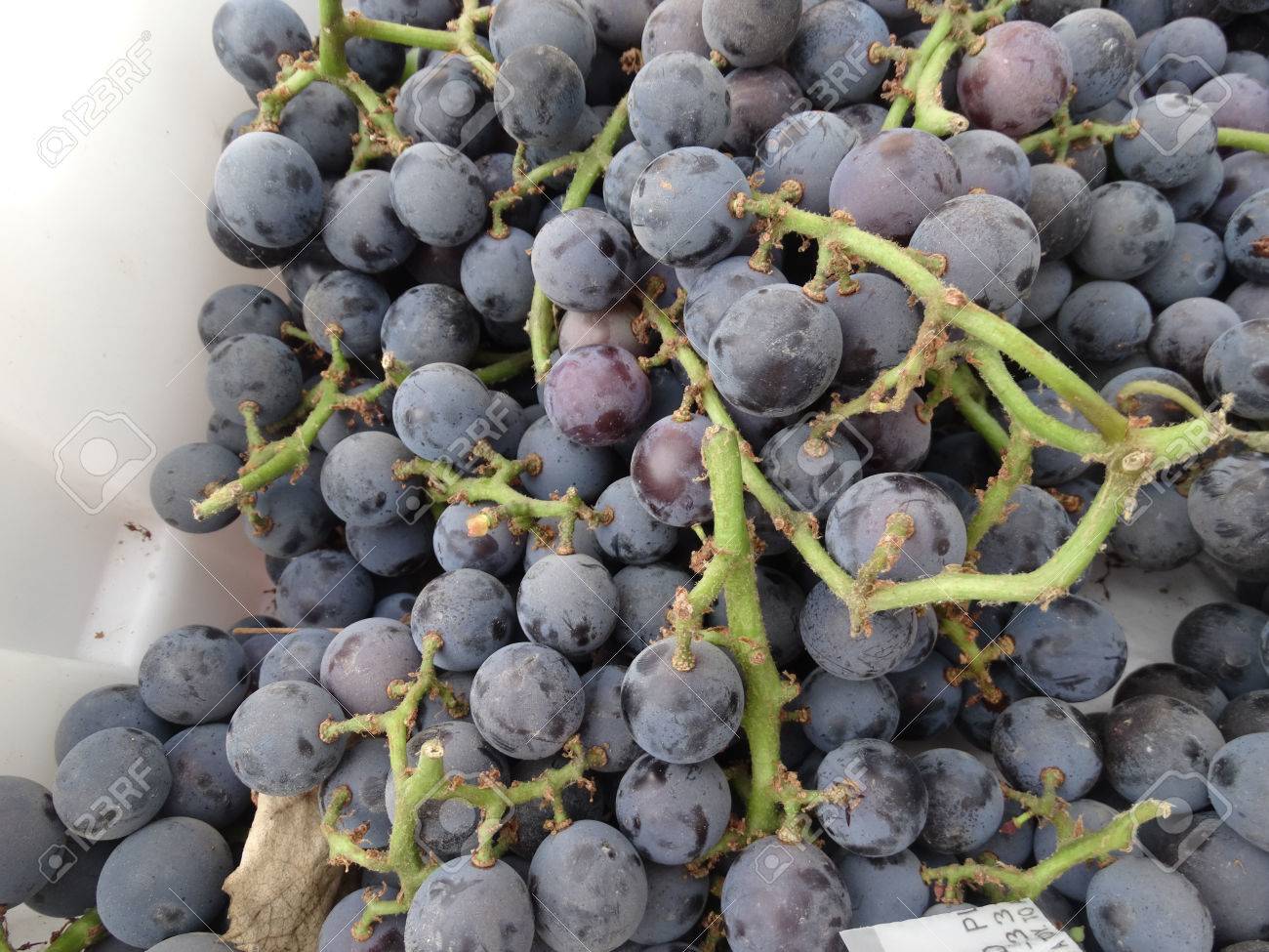 vitis labrusca concord concord