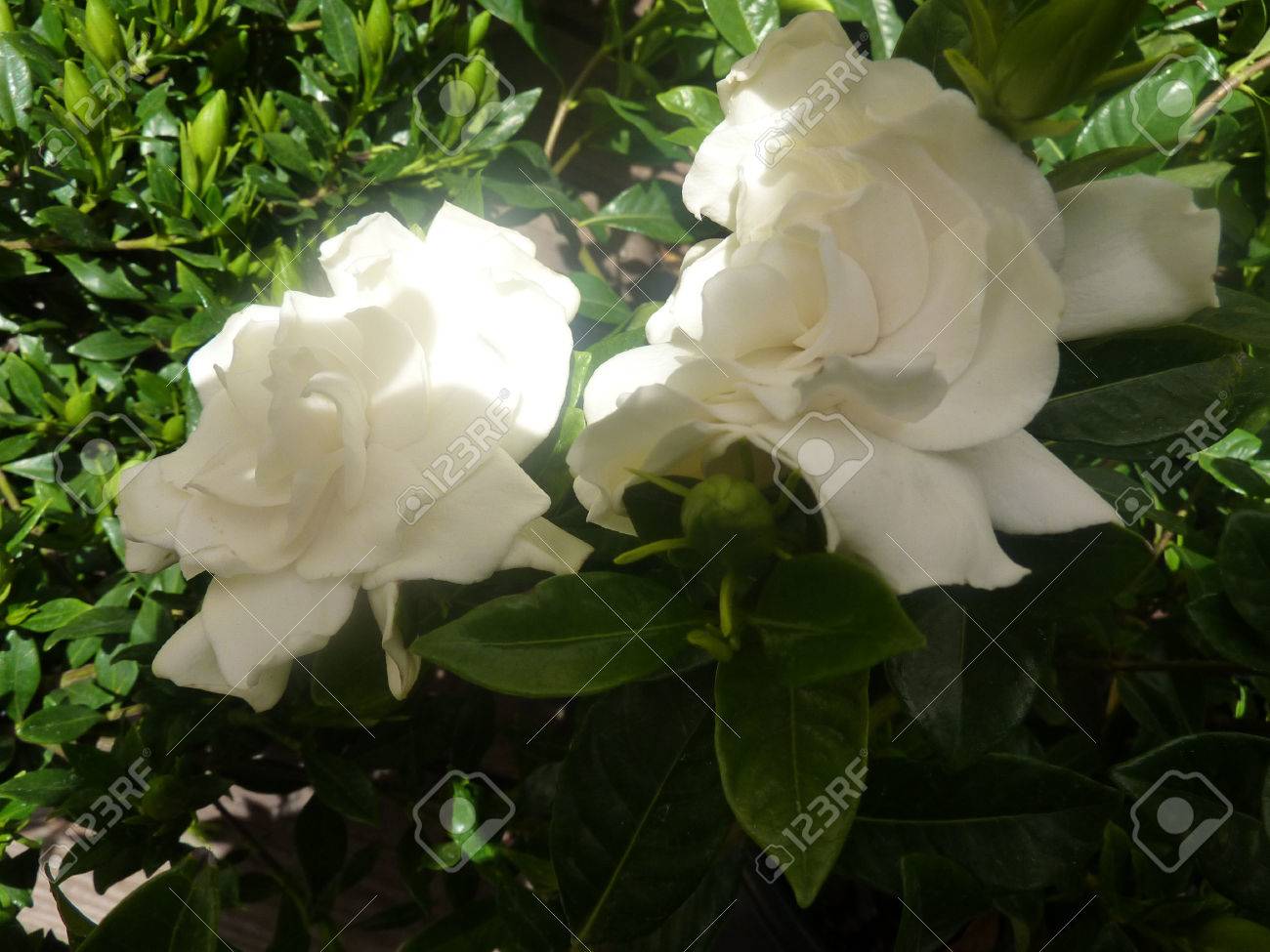 クチナシ クマザサ 四季咲きガーデニアは 光沢のある濃い緑色の小さな常緑低木丸い葉と白い花の香りで コンテナーに適しています の写真素材 画像素材 Image