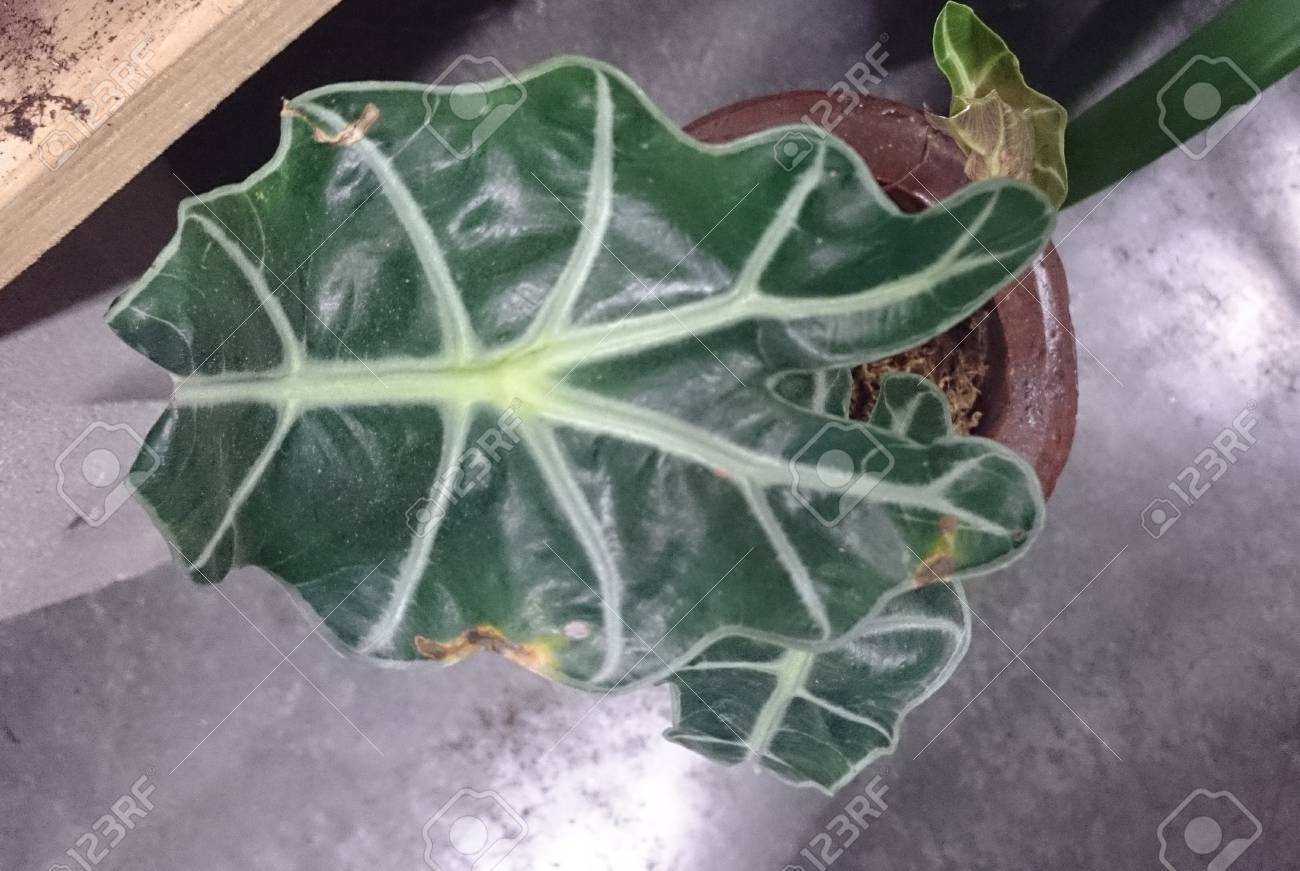 アマゾン象耳 クワズイモ アマゾニカ 淡い白の主要な静脈と厚いの矢じり形の濃い緑色の葉と根茎のある多年草観葉植物 の写真素材 画像素材 Image