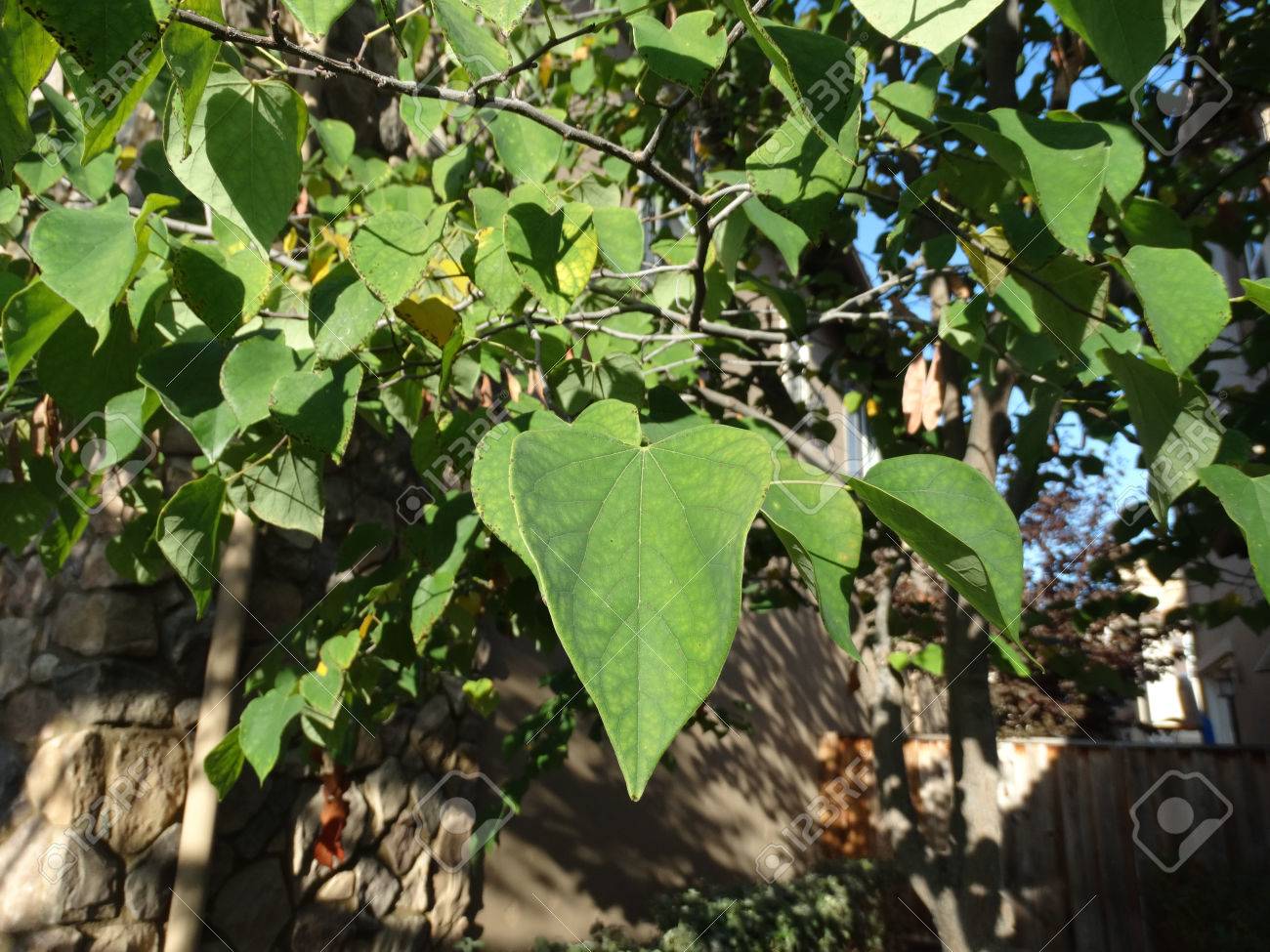 アメリカハナズオウ ツイストした小枝 小さな落葉性の高木東アメリカハナズオウ聞く形全体の緑の葉とクラスターでは マゼンタ ピンクの花が茶色の実を平坦化 の写真素材 画像素材 Image