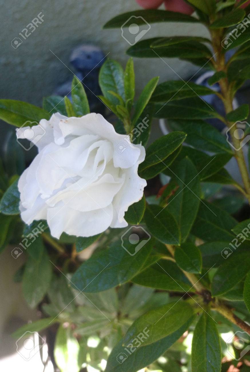 クチナシ ケープ ジャスミン つやのある葉と白い花の香りで常緑の低木はほとんど 2 倍します の写真素材 画像素材 Image