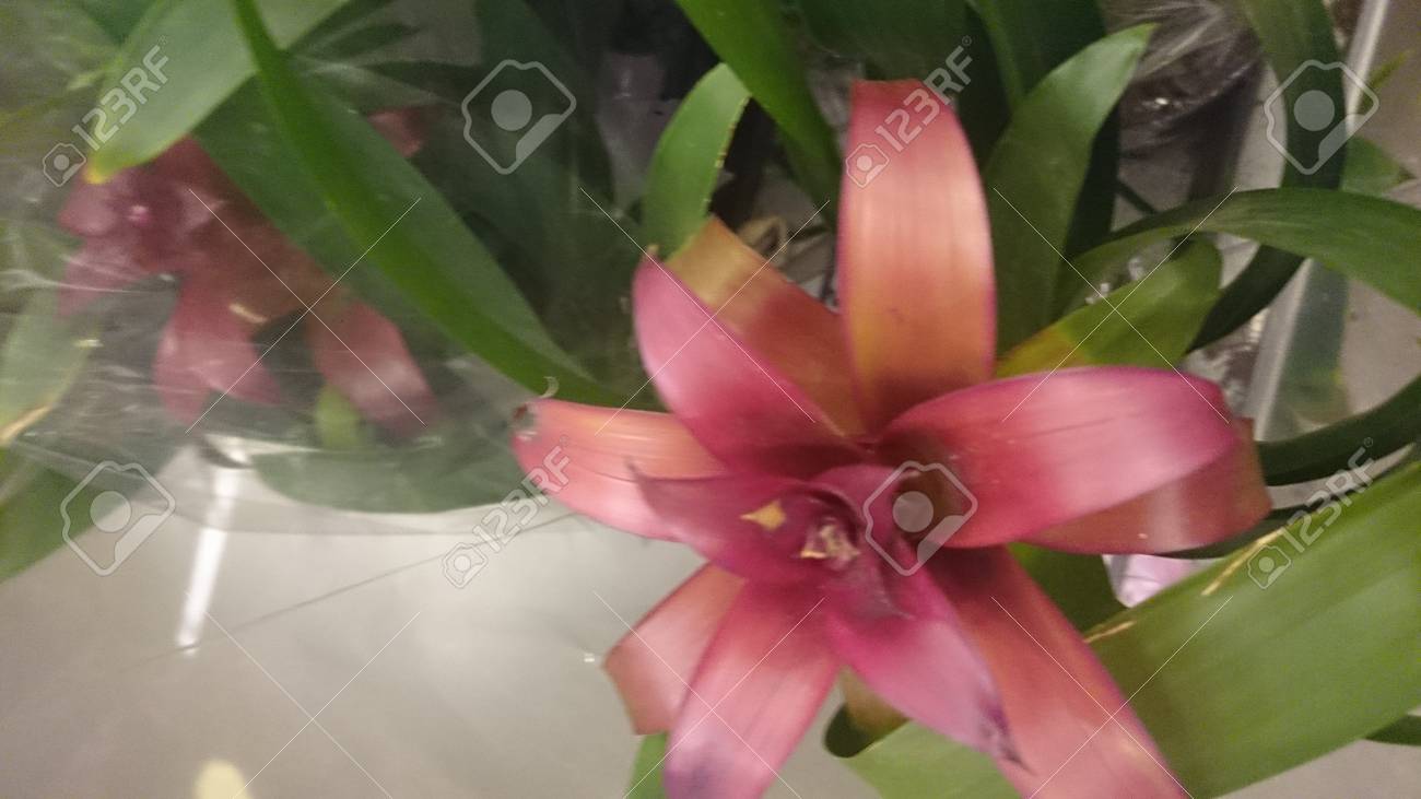 グズマニア ピンク びっしり 葉と明るいピンク色の花苞を持つ美しい家の植物工場に装飾的なタッチを与える の写真素材 画像素材 Image