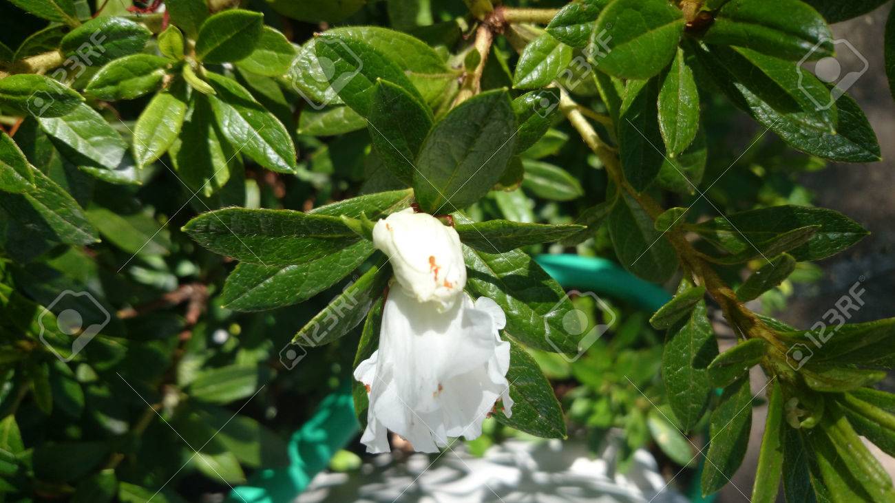 クチナシ ケープ ジャスミン つやのある葉と白い花の香りで常緑の低木はほとんど倍増します の写真素材 画像素材 Image