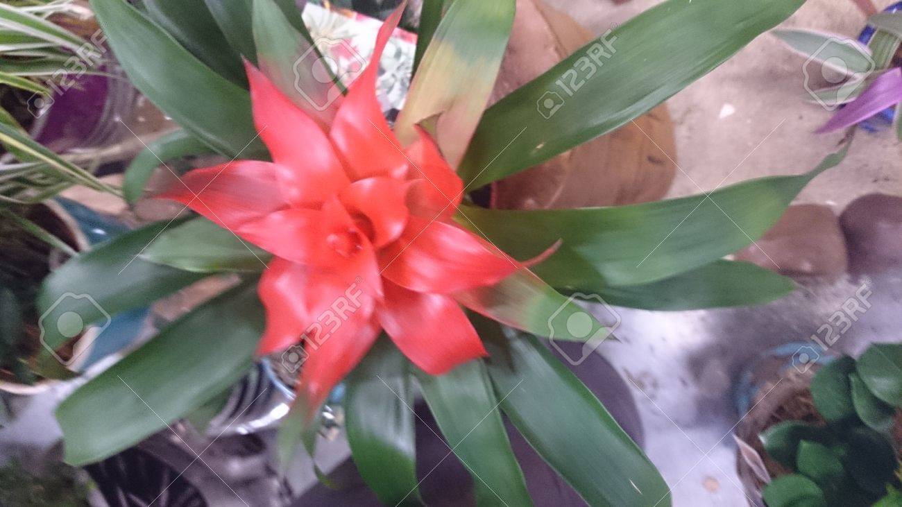 グズマニア ピンク びっしり 葉と明るいピンク色の花苞を持つ美しい家の植物工場に装飾的なタッチを与える の写真素材 画像素材 Image