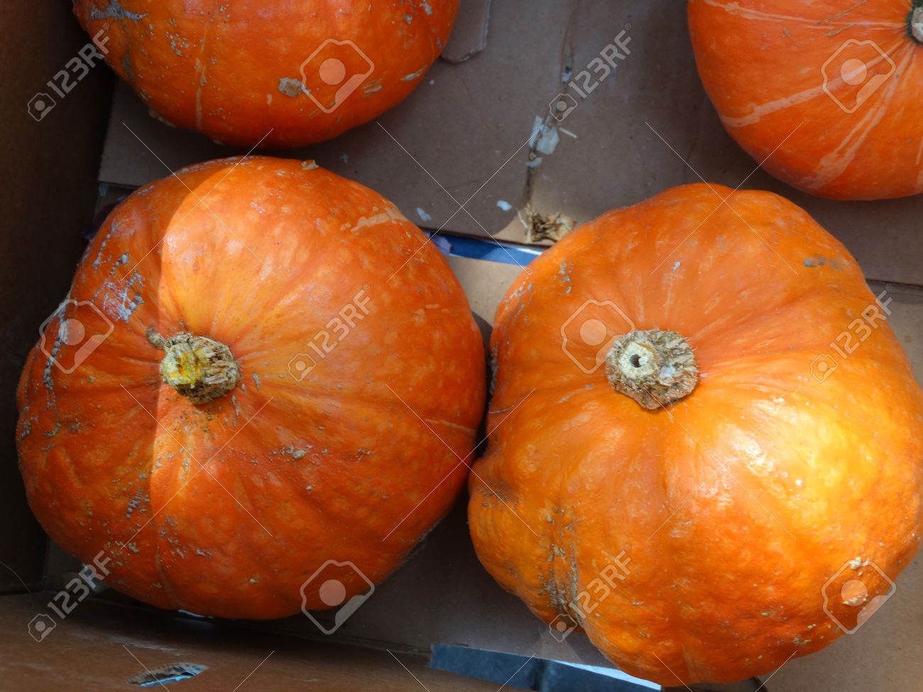 赤カボチャ カボチャ 灰色の縞模様 オレンジふわふわ甘い果肉は黄色 多くの料理に使用する白とオレンジ色の赤い皮膚とスクワット パンプキンパン の写真素材 画像素材 Image 3914