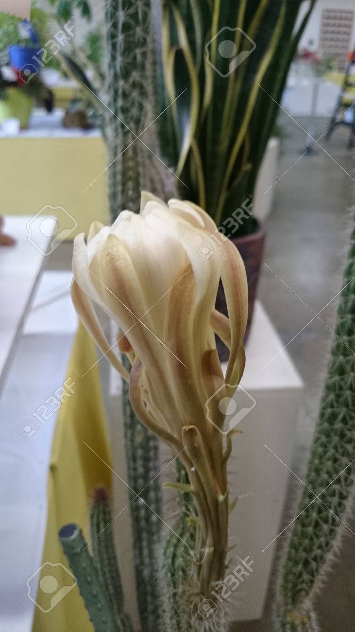 Trichocereus Spachianus Cactus Colonnaire à Tiges Multiples Avec Tige Nervurée Aréole Avec 8 10 épines Du Centre Jaune Et Nuit Blanche Floraison Des