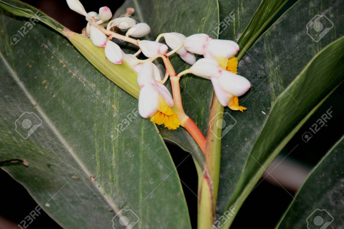 月桃 Calacarata Java ガランガル 多年生草本で地下ルート 薬に使われる葉のような生姜 の写真素材 画像素材 Image