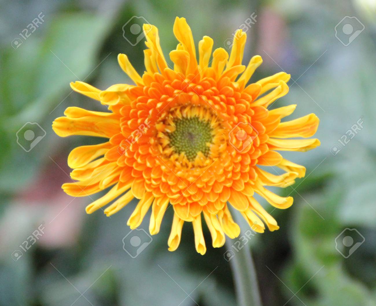 鍋に適していますロゼットの裂片のある葉と花茎 として知られている裸の軸に異なる色の花の頭を持つ多年草ガーデン ガーベラ Jamesonii の写真素材 画像素材 Image 鍋に適していますロゼットの裂片のある葉と花茎 として知られている裸の軸に異なる色の花の頭を持つ多年草ガーデン ガーベラ Jamesonii の写真素材 画像素材 Image