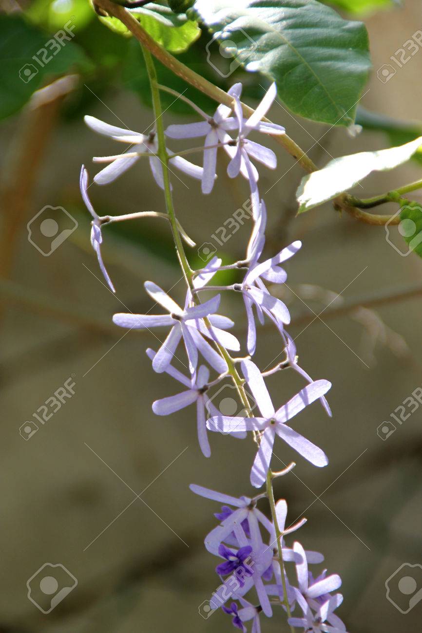 ヤマノビューティウェルネストリニティスパ ヴォルビリス 紫の花輪 下垂する総状花序に紫星の形の花と木質のクライマー の写真素材 画像素材 Image