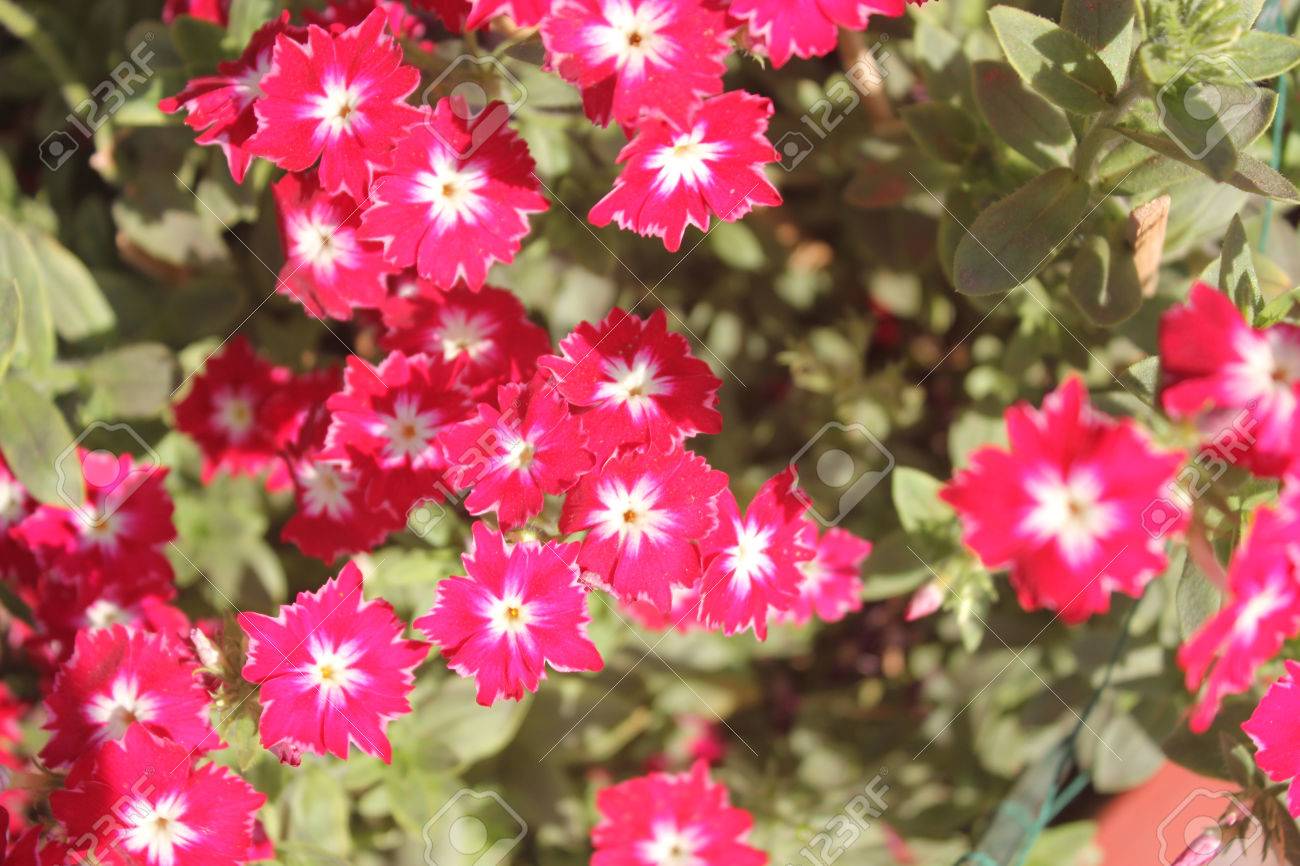 フロックス植物品種 Sternenzauber のよう短い花びらがヒント 縁と先の尖った花弁を持つ年間栽培される草本小さな星のような花 の写真素材 画像素材 Image