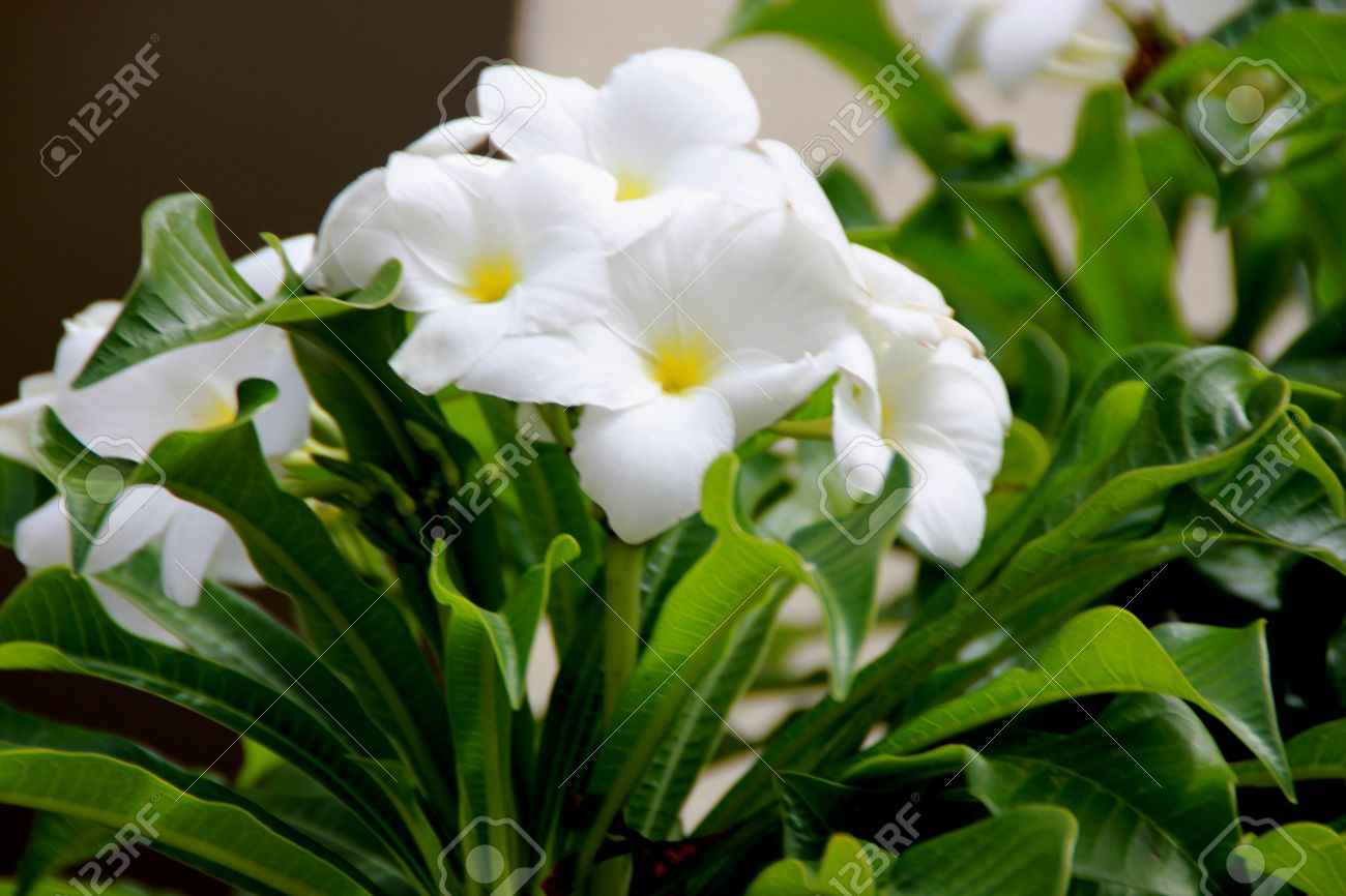 Plumeria Pudica Fiddle Feuille Plumeria Ou Bouquet De Mariée Arbuste Ou Petit Arbre Avec Des Feuilles De Violon Comme Des Fleurs Blanches Avec Un