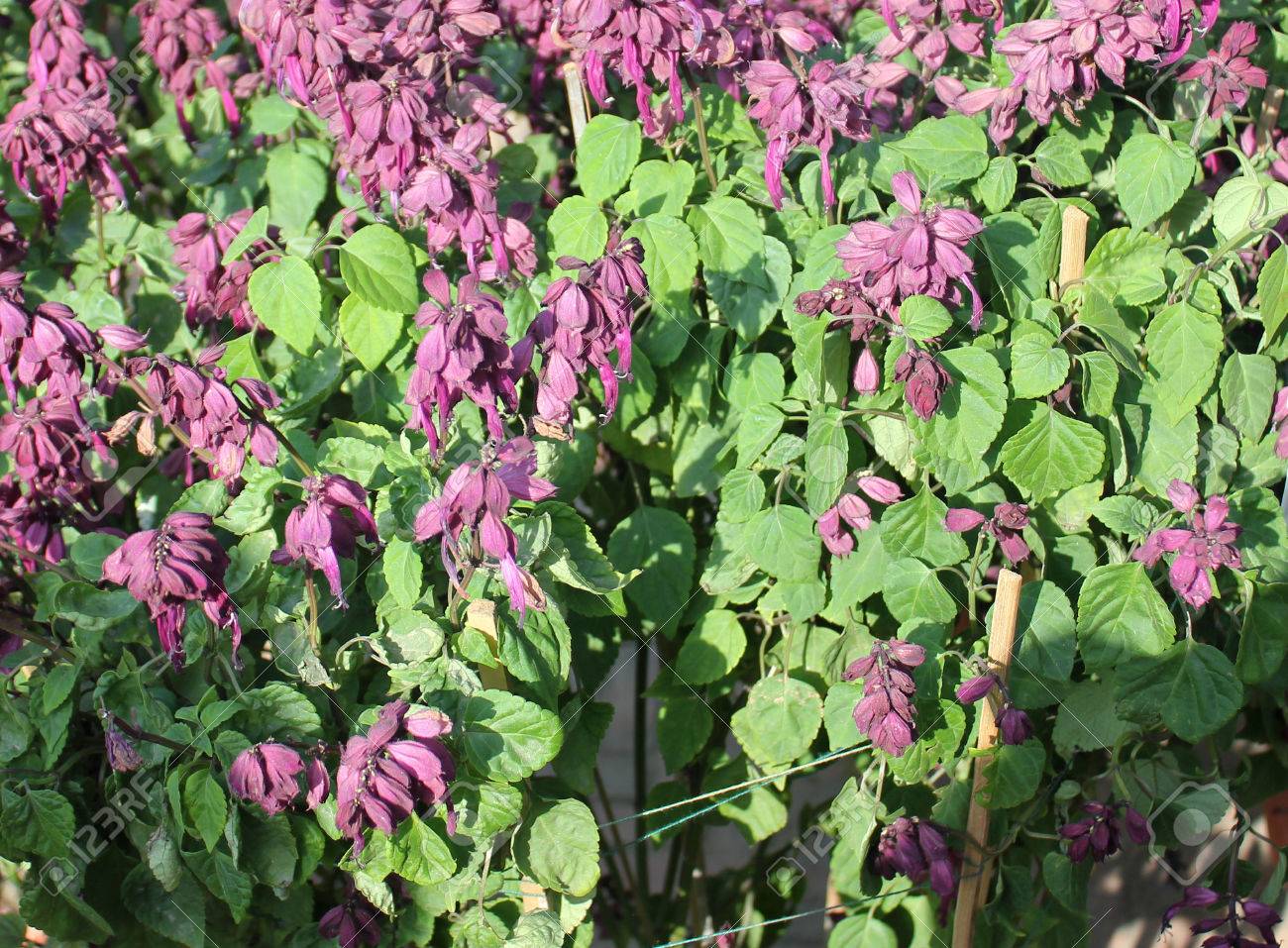 Salvia Splendens Vista Lila Sorte Von Beliebten Garten Zier Kraut Mit Lila Bluten Und Vergrosserte Kelches Lizenzfreie Fotos Bilder Und Stock Fotografie Image 50678988