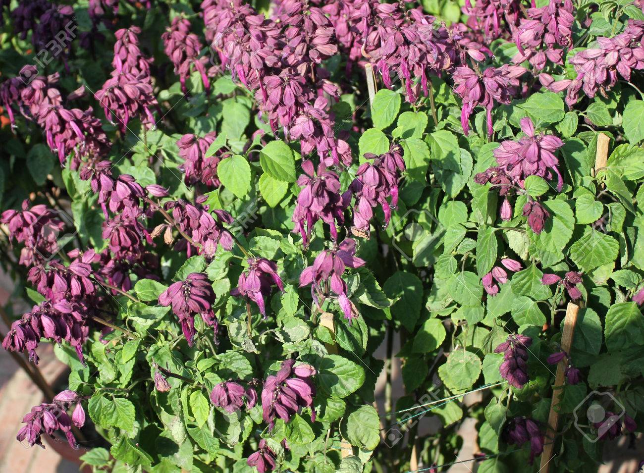 Salvia Splendens Vista Purple Cultivar Of Popular Garden Ornamental Herb With Purple Flowers And Enlarged Calyx Stock Photo Picture And Royalty Free Image Image 50679055